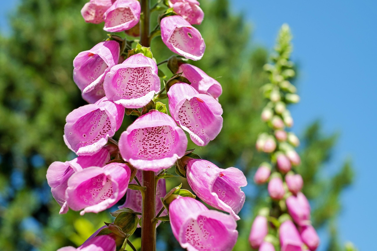 Beginnende tuiniers planten verticaal in bloempotten.